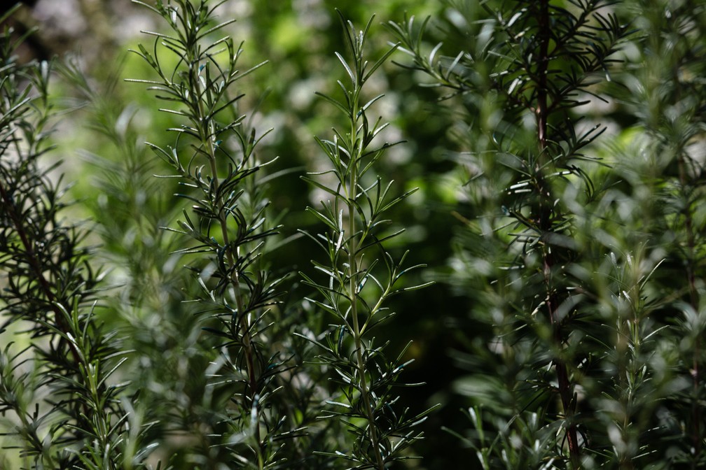Alecrim plantado no projeto "Horta na Laje", em Paraisópolis — Foto: Marcelo Brandt/G1