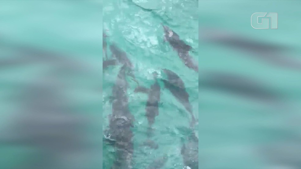 Golfinhos foram vistos na manhÃ£ desta terÃ§a (6) em Arraial do Cabo, no RJ â Foto: Saveiro Don Juan