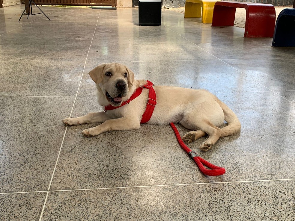 Cadela Nina tem 5 meses e frequenta escola pública do Gama, no DF, para trabalhar a ansiedade dos alunos — Foto: Brenda Ortiz/g1