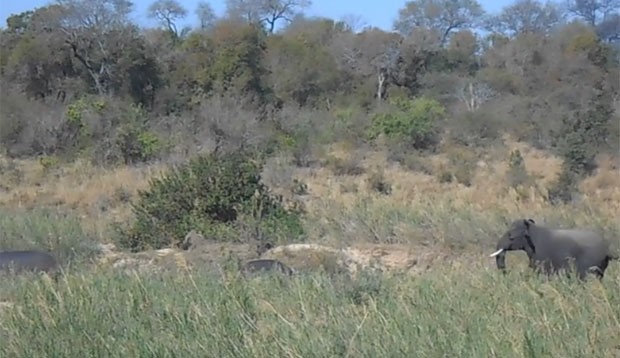 Manada de elefantes foi filmada colocando para correr dois hipopótamos (Foto: Reprodução/YouTube/Smarty Pants)