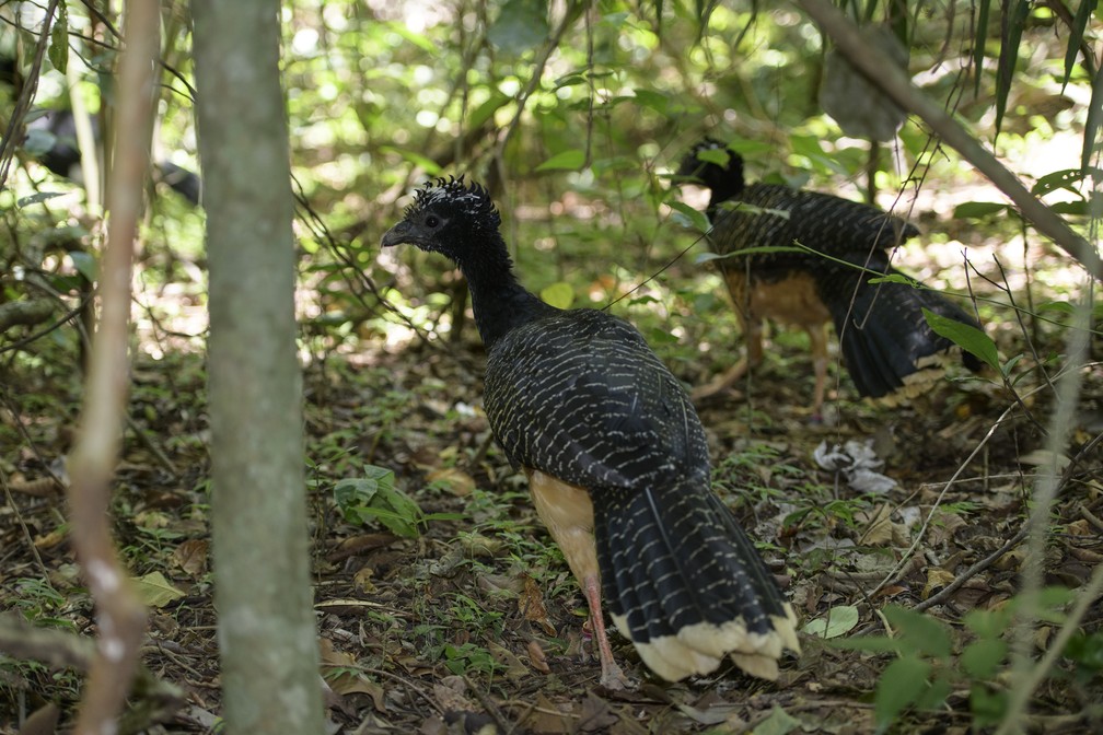 Projeto de Soltura do Mutum-de-Penacho é uma iniciativa para a preservação da espécie na área de influência da Usina Hidrelétrica de Porto Primavera — Foto: Luciano Candisani