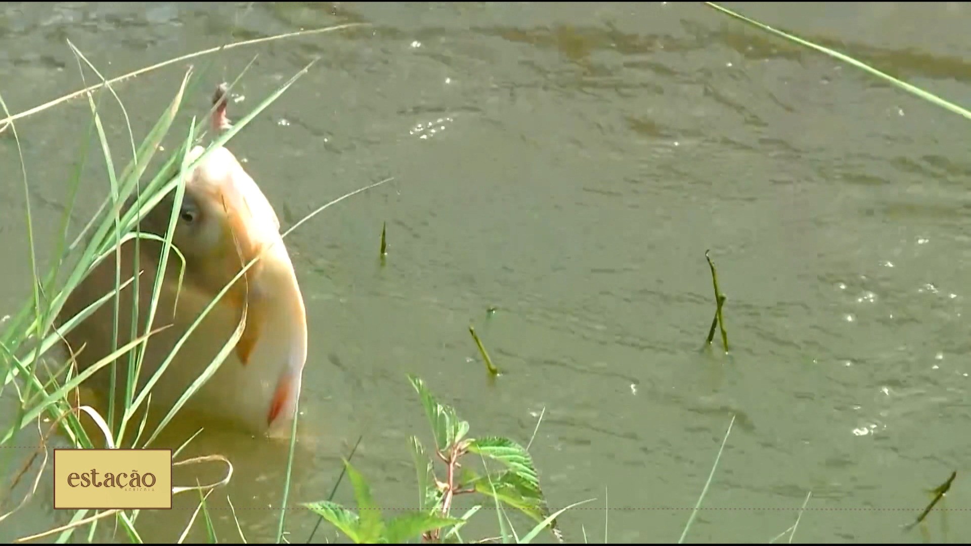 Estação Agrícola, 20 de março 