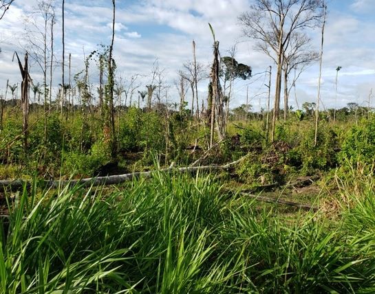 Justiça determina retirada de rebanho de fazendas no sul do Amazonas thumbnail