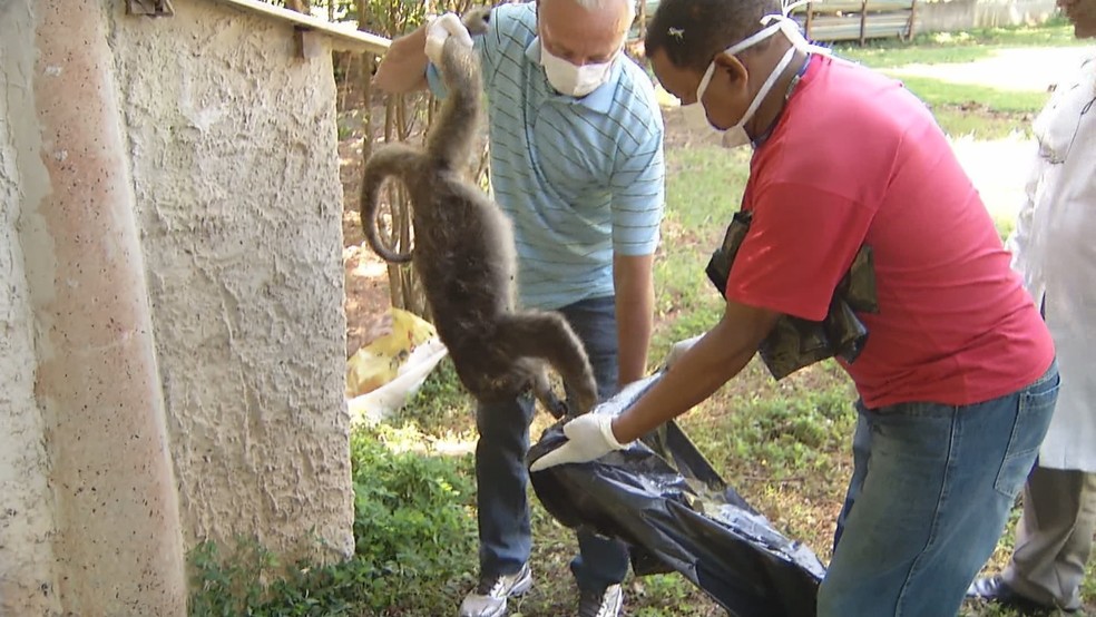 Corpo de macaco encontrado morto em Novo Gama (GO) (Foto: TV Anhanguera/Reprodução)