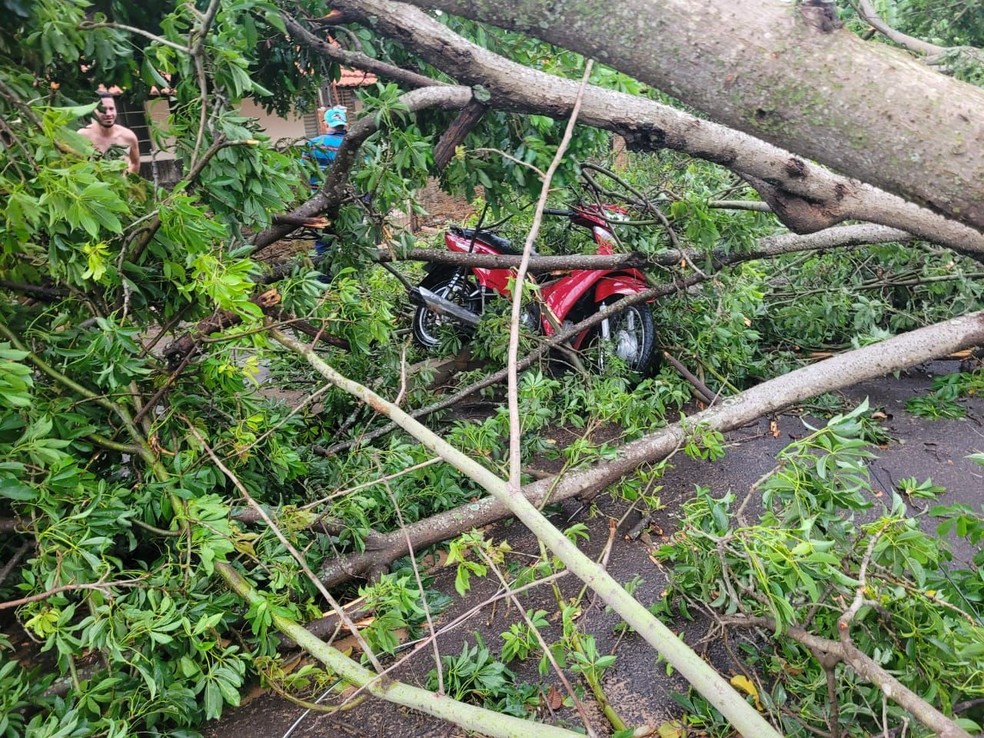 Cerca de 15 árvores de grande porte caíram devido ao temporal, em Lucélia (SP) — Foto: Coordenadoria Regional da Defesa Civil