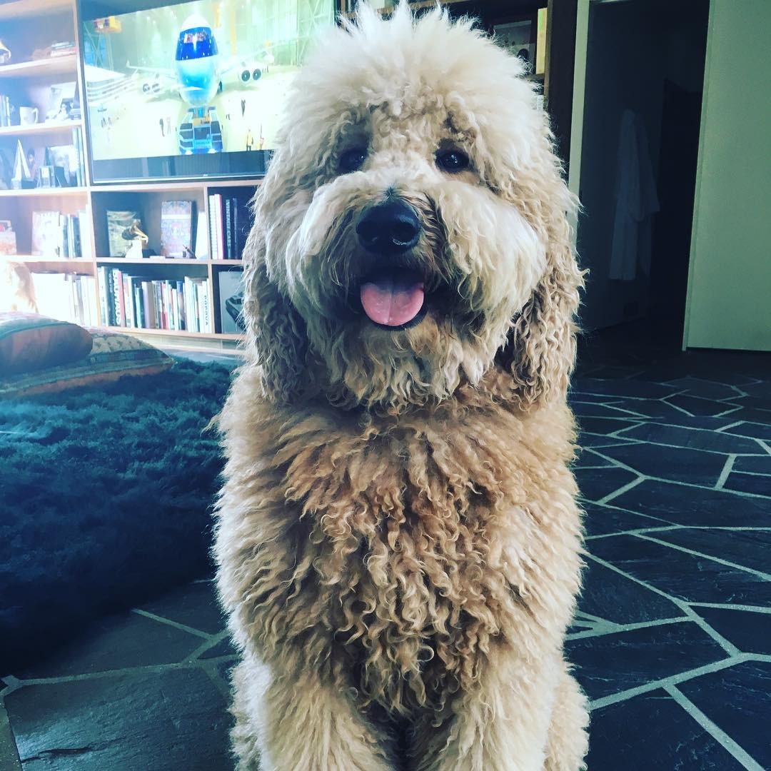 O golden poodle de Adam Levine (Foto: Instagram/ @adamlevine/ Reprodução)