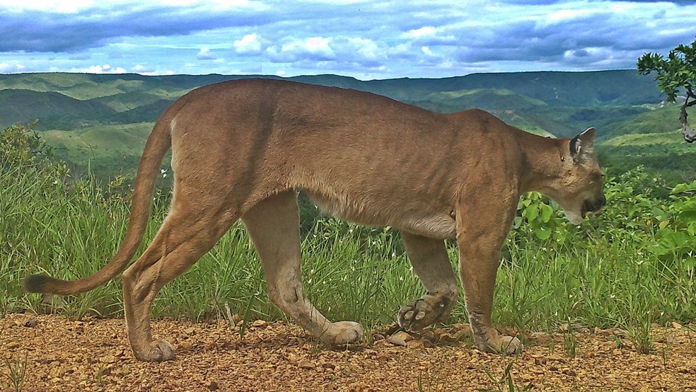 Onça parda vista em área de preservação ambiental — Foto: Brasília É o Bicho/Divulgação