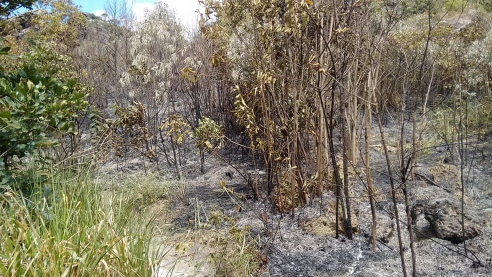Fogo Atinge Parque E Destroi Tres Hectares De Vegetacao Em Sao Tome Das Letras Mg Sul De Minas G1