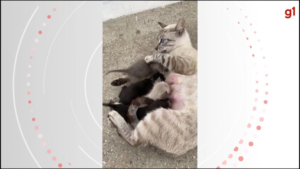Des chatons abandonnés devant le Centre des zoonoses reçoivent une « mère de lait » dans l’extrême sud de Bahia |  Bahia