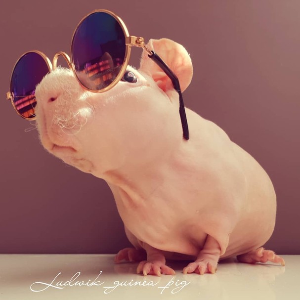 10 Perfis De Animais Fofinhos Para Seguir No Instagram Revista Glamour Lifestyle Read animais fofos from the story imagens para capas e histórias by vickzinha_123 (vitória camila brás torres) with 66 reads. 10 perfis de animais fofinhos para