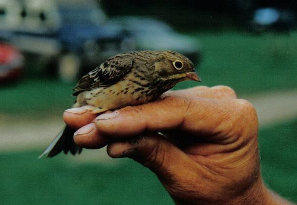 Das 64 espécies de pássaros capturadas na França para consumo ou domesticação, 18 são ameaçadas de extinção — Foto: Divulgação/Field Notes - Rich Mooney/VisualHunt