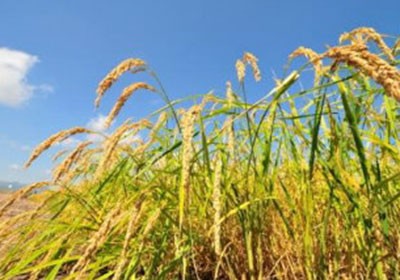 arroz_agricultura_graos (Foto: Shutterstock)