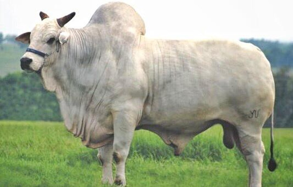 Bardo TE, quase 1 tonelada
            e meia de peso, foi um grande reprodutor da raça nelore que morreu em 2014. ? Foto: Central Joia da Índia/Reprodução