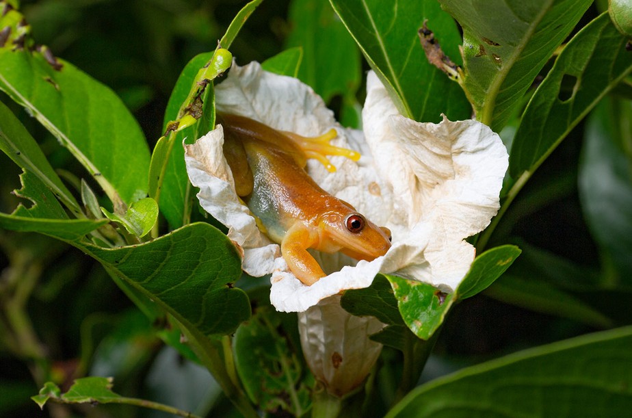 Perereca que se alimenta de néctar provavelmente move pólen de flor em flor