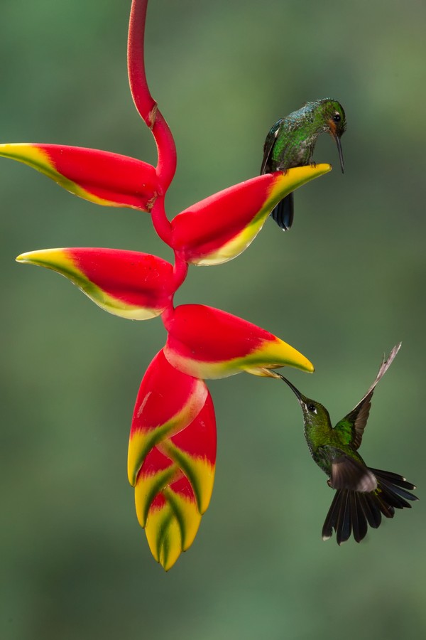 10 plantas que atraem pássaros para ter na varanda - Casa Vogue | Paisagismo