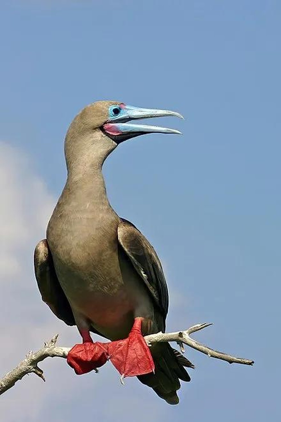 Atobá-de-patas-vermelhas – Sula sula — Foto: ( Charles J. Sharp/ Wikimedia Commons/ CreativeCommons)