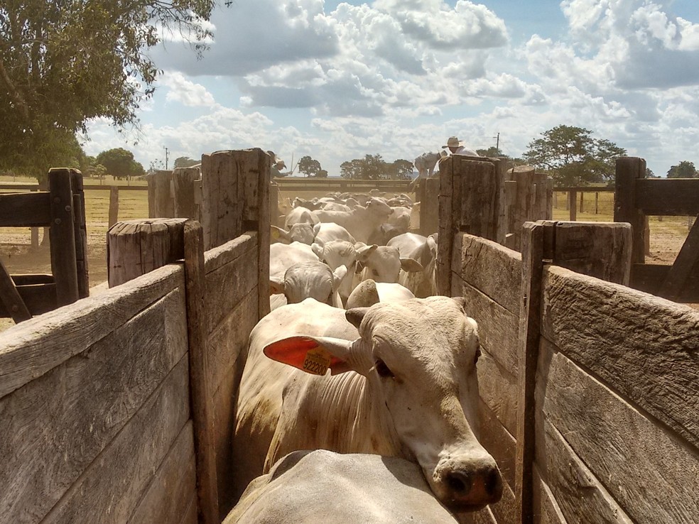 Brasil exportou US$ 535 em bovinos vivos em 2018 — Foto: Divulgação