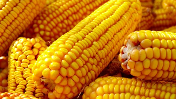 Espigas de milho ; plantação de milho ; agricultura ; agronegócio ; alimentação ; carboidrato ;  (Foto: Thinkstock)