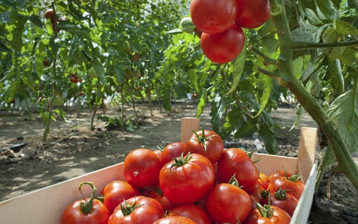 Adivina quién es el mayor productor de tomate del mundo – Revista Globo Rural