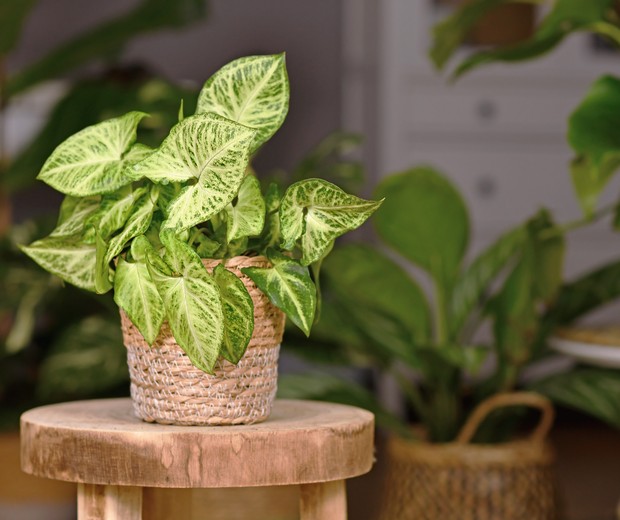 Tropical 'Syngonium Podophyllum Arrow' houseplant in basket pot indoors on wooden coffee table (Foto: Getty Images/iStockphoto)