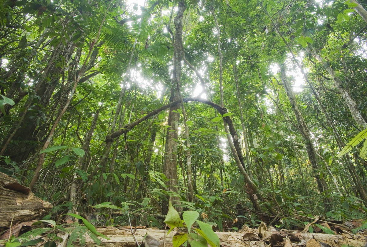 Proteger áreas com vegetação nativa é essencial para atingir metas ...