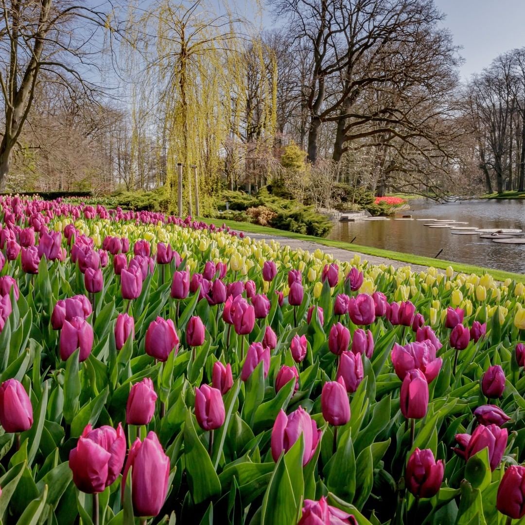 Faça um tour pelos campos de tulipa na Holanda sem sair de casa (Foto: Divulgação)