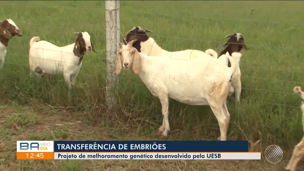 Programa da Uesb desenvolve
            estudo de embries para melhoramento gentico de caprinos na Bahia ? Foto: Reproduo/TV Sudoeste