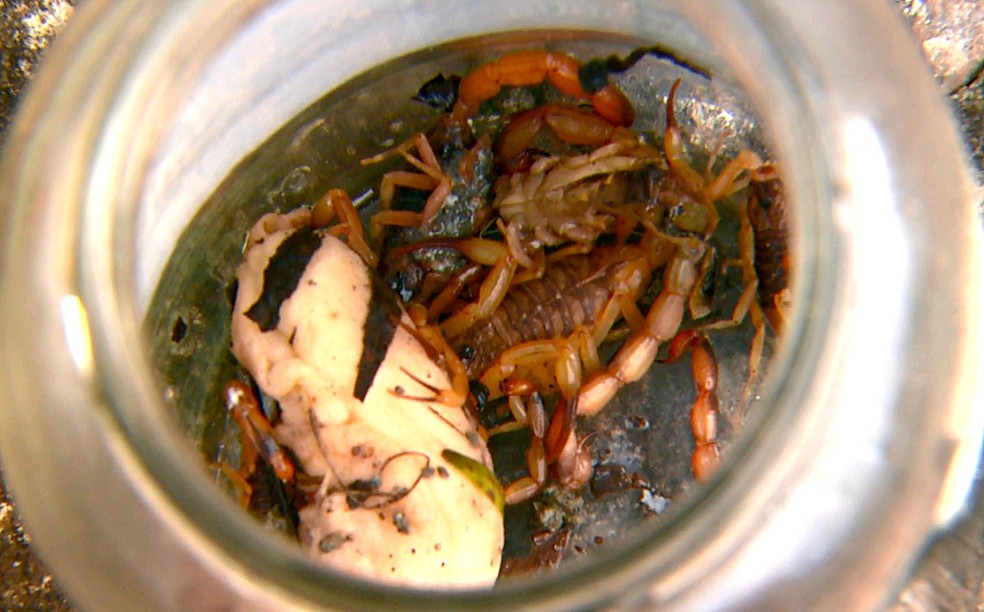 Morador disse que já pegou mais de 30 escorpiões em casa — Foto: Wilson Aiello/EPTV