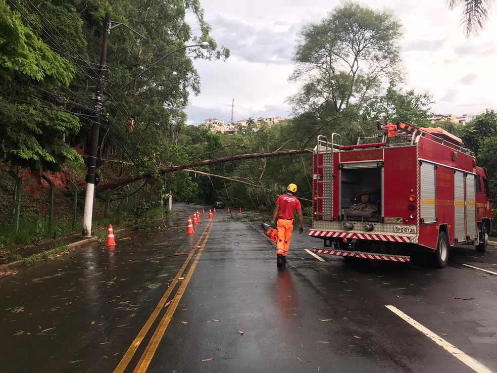 Árvore caiu e interditou Estrada Engenheiro Gentil Forn em Juiz de Fora — Foto: Fernanda Lília/G1