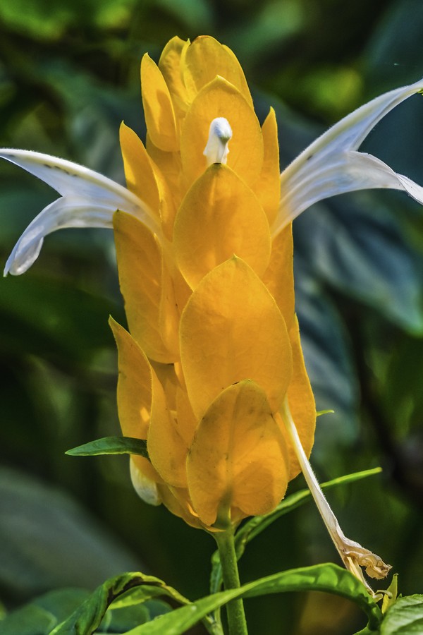 Yellow Golden Shrimp Plant Flowers Green Leaves Florida Pachystachys lutea (Foto: Getty Images/iStockphoto)