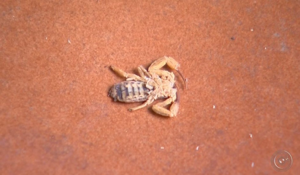 Moradores estão preocupados com o aparecimento de escorpiões no bairro onde o menino morava (Foto: TV TEM / Reprodução )