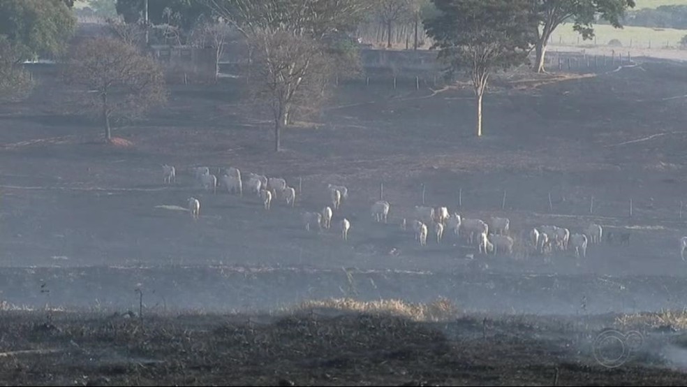 Animais conseguiram fugir do incêndio em Rio Preto — Foto: Reprodução/TV TEM