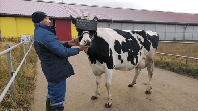 vaca-vr-russia (Foto: Divulgação/Ministério da Agricultura e Alimentos da Rússia)
