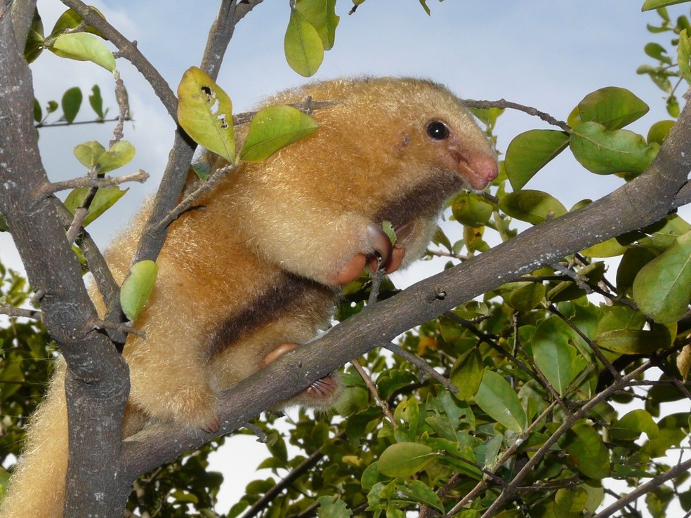 Tamandauí, menor especie de tamandauá brasileira vive na Amazônia. — Foto: Laerzio Chiesorin Neto/Cetas/Sauim Castanheiras