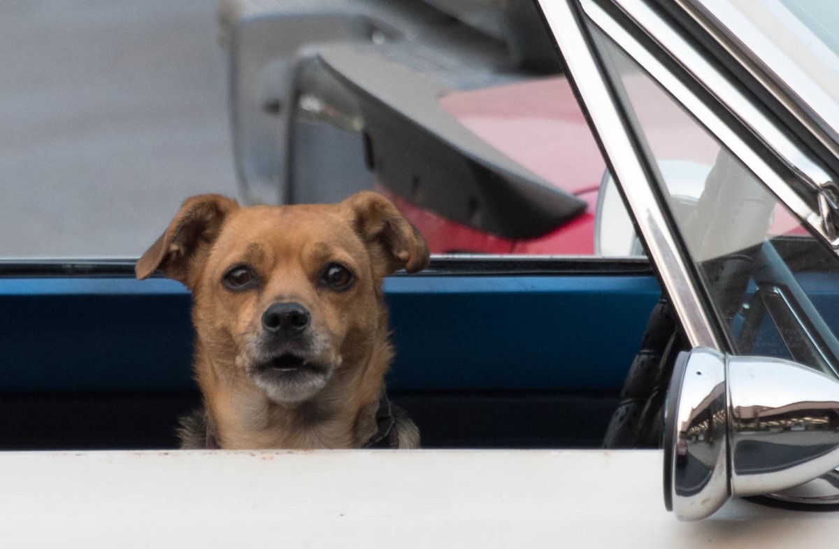 Velocidade alta e buzinas são coisas que causam medo e estresse nos cães (Foto: Flickr/ Peter Arnold/ CreativeCommons)