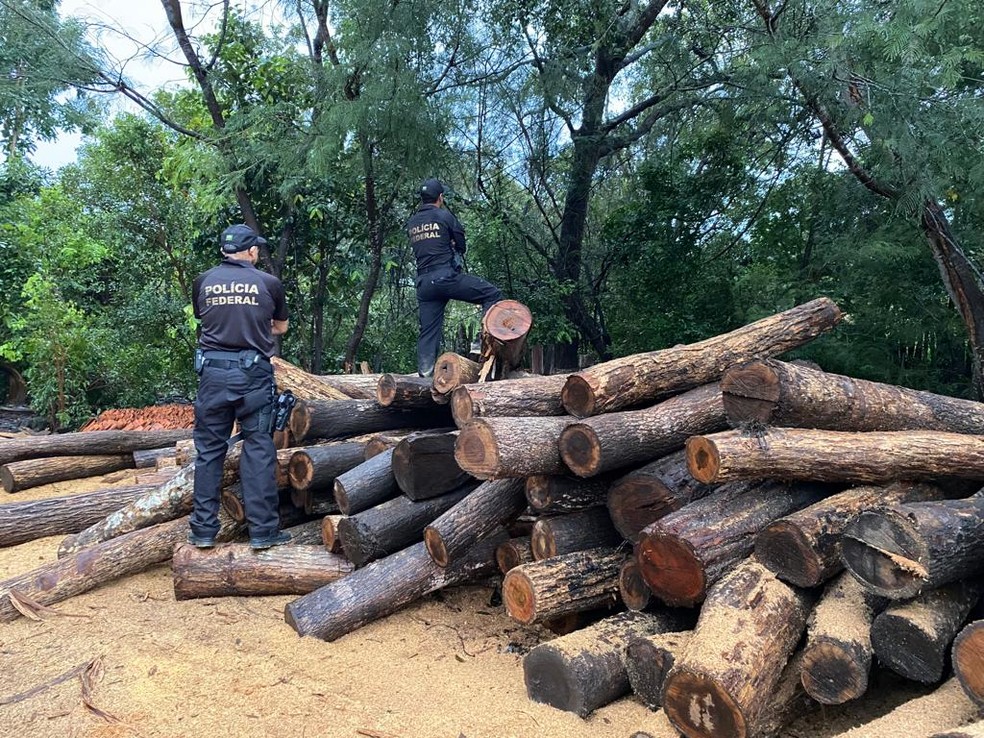 PF realiza operação contra comércio ilegal de madeira extraída de Terras Indígenas no Maranhão — Foto: Divulgação/PF