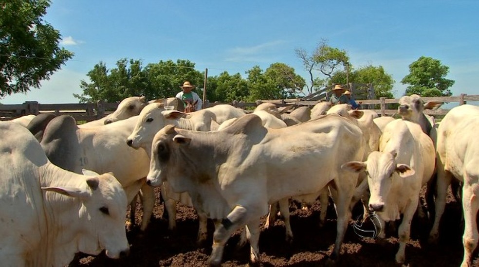 Produção de carne bovina tem aumentado — Foto: Reprodução/TVCA