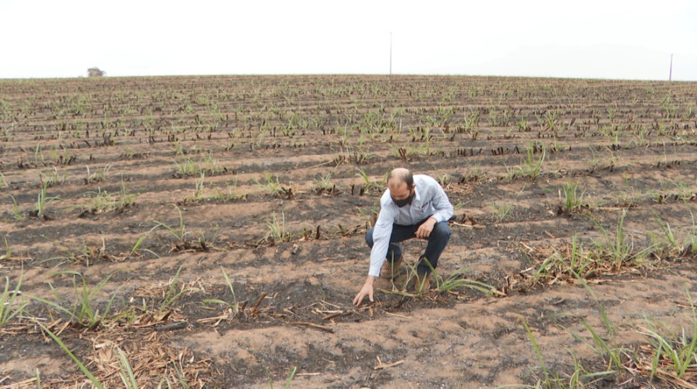 Agricultor perdeu parte de plantação de cana para o fogo em Terra Roxa (SP) — Foto: Alexandre Sá/EPTV
