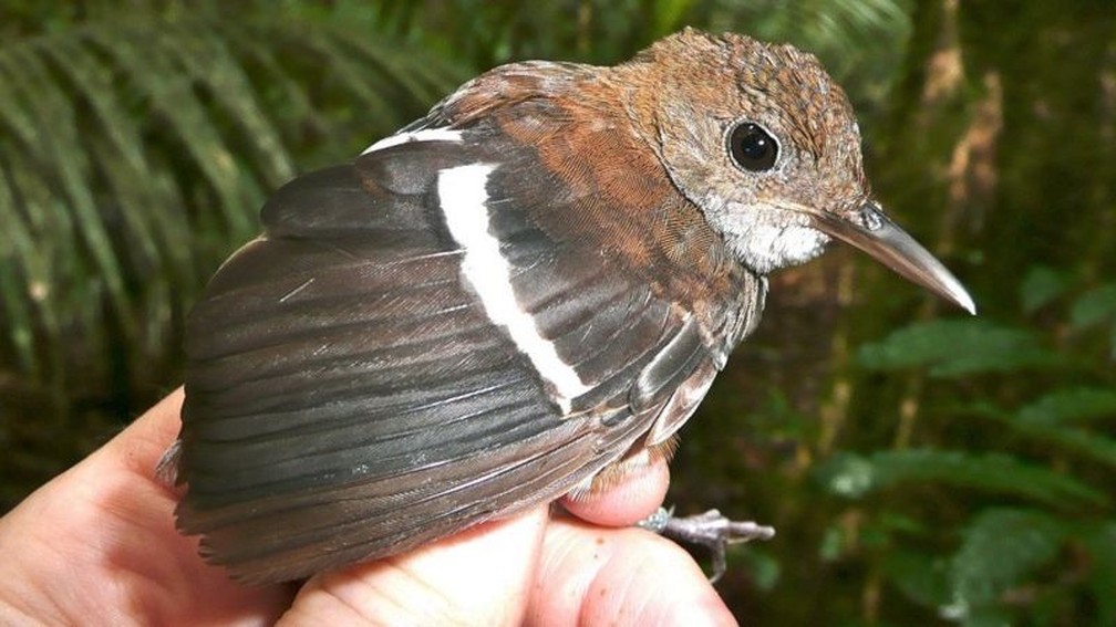 Microcerculus bambla-uirapuru-de-asa-branca também foi uma das espécies com variação na população — Foto: Philip Stouffer/BBC