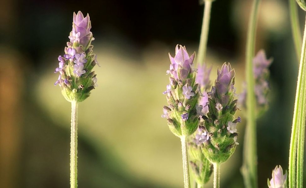 Lavanda pode ser usada para o preparo de ch&aacute; calmante. &mdash; Foto: Terra da Gente/Arquivo pessoal
