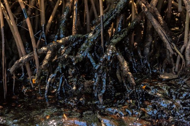 Areas de manguezais baianos também foram atingidas, como as barras dos rios Itapicuru e Pojuca, no litoral norte; na foto, mangue de Itacimirim, nessa região (Foto: MATEUS MORBECK, via BBC News Brasil)