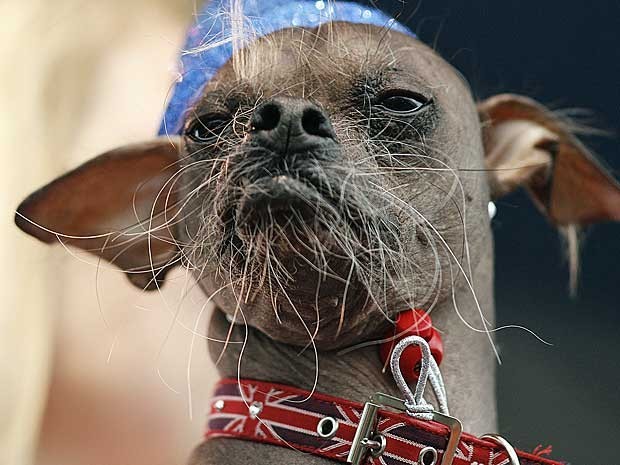 Cão mais feio do mundo em 2012 foi o cristado chinês 'Mugly' (Foto: Kimihiro Hoshino/AFP)