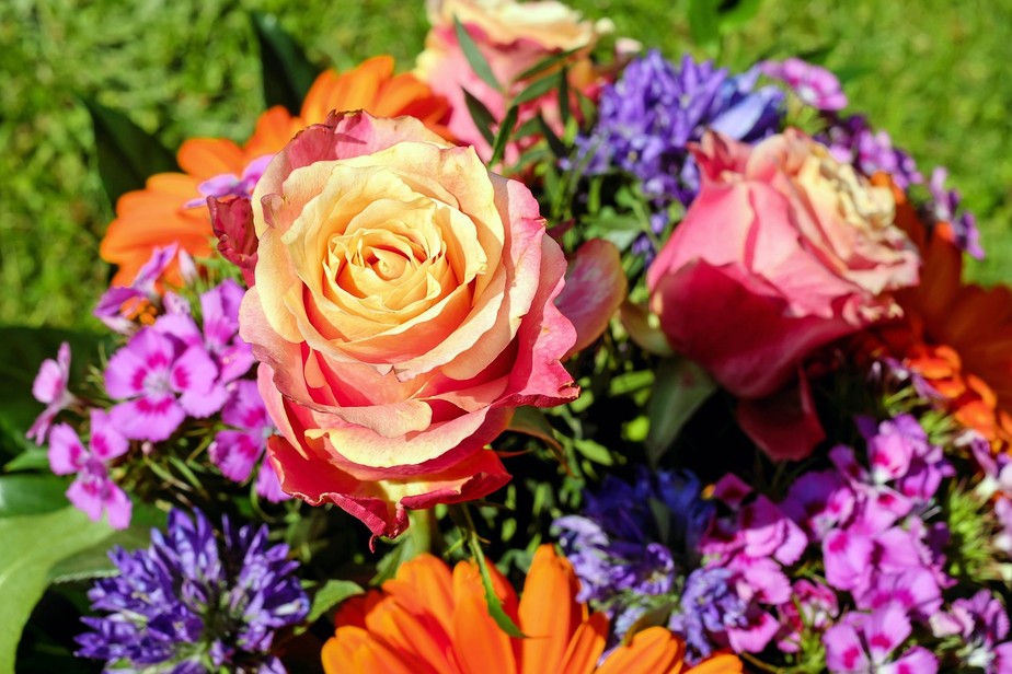 A floração das rosas é um dos grandes destaques do mês de março
