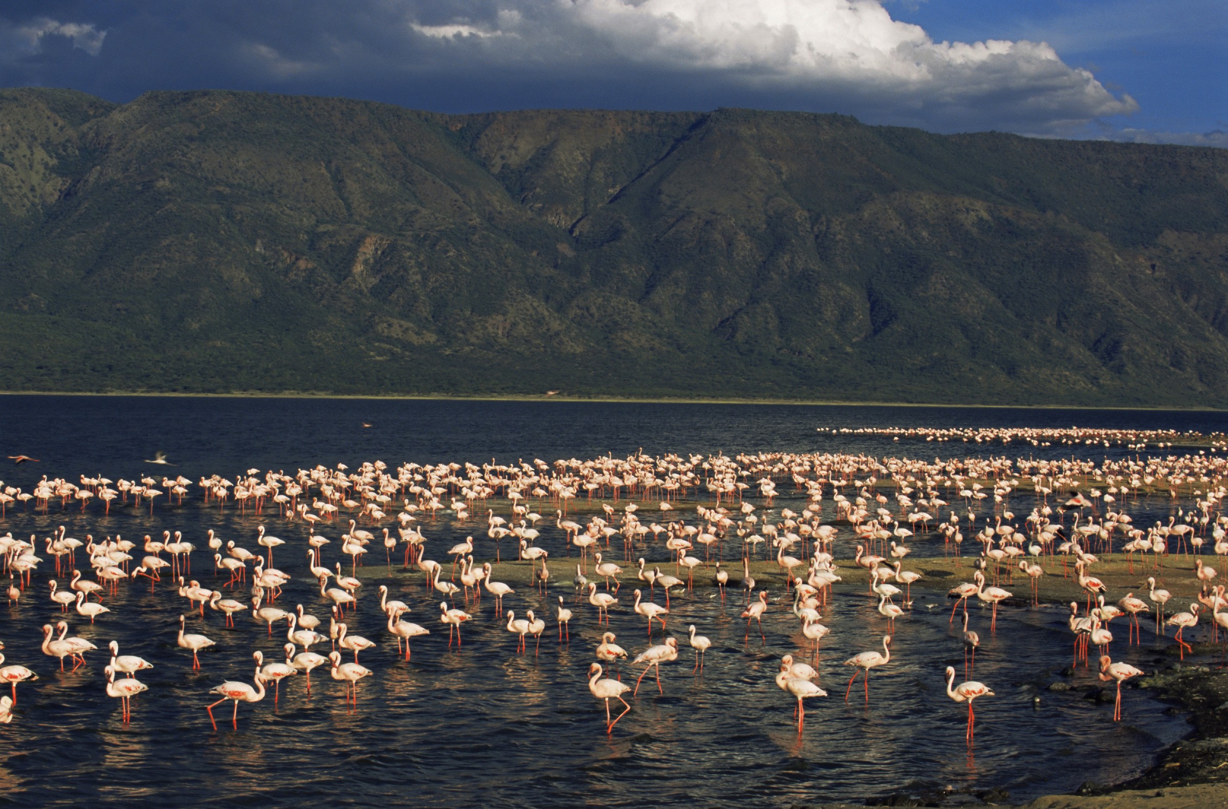Lago Natron é paraíso de veraneio para os flamingos (Foto: NASA/Creative Commons)