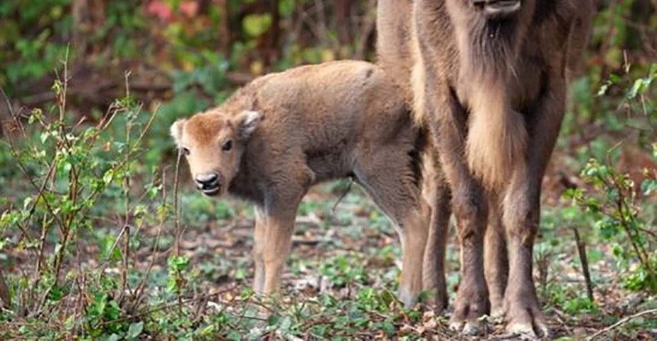Imagem do pequeno bisão que nasceu durante a reintegração ao meio ambiente