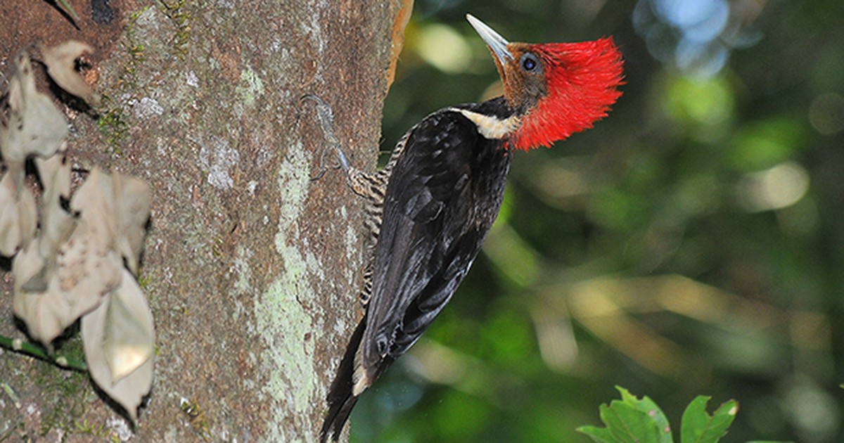G1 - Pica-pau-de-cara-canela é espécie ameaçada de desaparecer da natureza  - notícias em Especiais