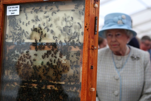 Queen Elizabeth II is shown bees by Aberdeen Bee Keepers Association's David Findlater as she visited the 150th Anniversary Turriff Show in Turriff, Aberdeenshire.   (Photo by Andrew Milligan/PA Images via Getty Images) (Foto: PA Images via Getty Images)