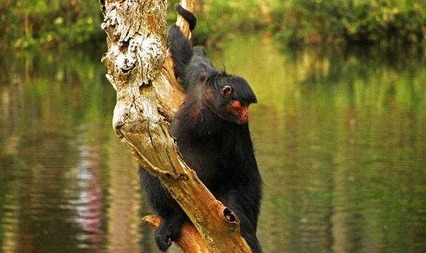 Macaco-aranha. Macaco Selvagem Isolado Com Cauda Longa Ilustração