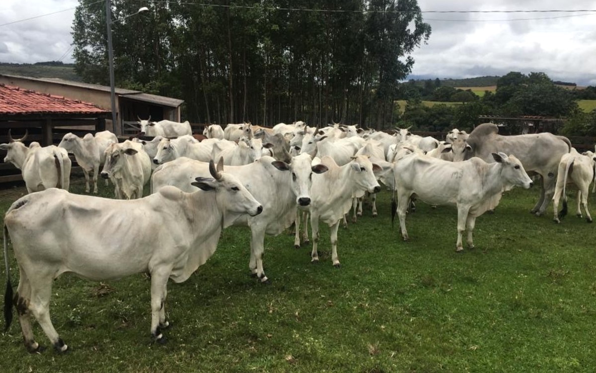 Campanha De Vacinacao Contra A Febre Aftosa E Antecipada E Comeca Nesta Segunda Feira Em Goias Goias G1