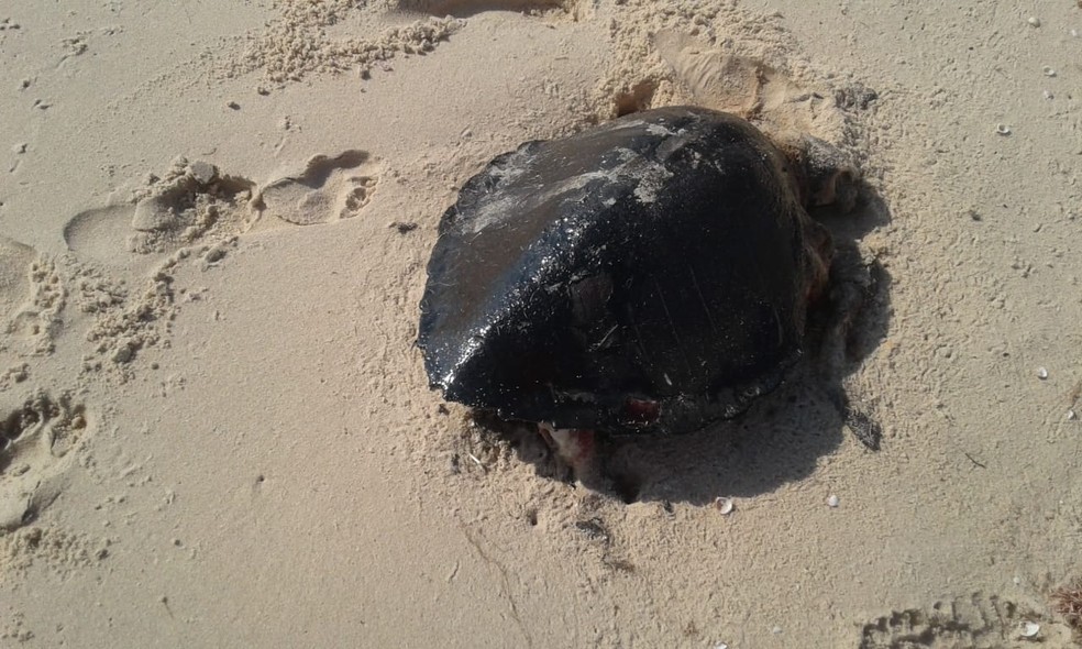 Ao menos 44 tartarugas morreram com manchas de óleo no Ceará — Foto: Instituto Verdeluz
